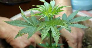 Ultimate Guide to Cannabis Seeds Ohio Everything You Need to Know Ultimate Guide to Cannabis Seeds Ohio Everything You Need to Know