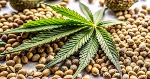 Ultimate Guide to Cannabis Seeds Ohio Everything You Need to Know Ultimate Guide to Cannabis Seeds Ohio Everything You Need to Know